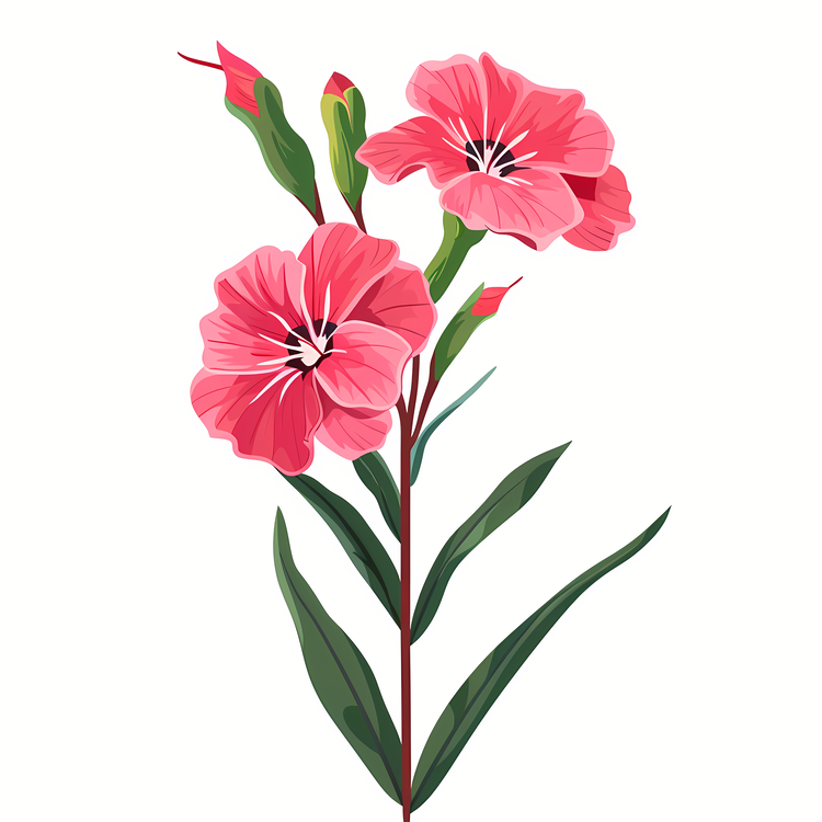 Dianthus Flower,Pink,Petal