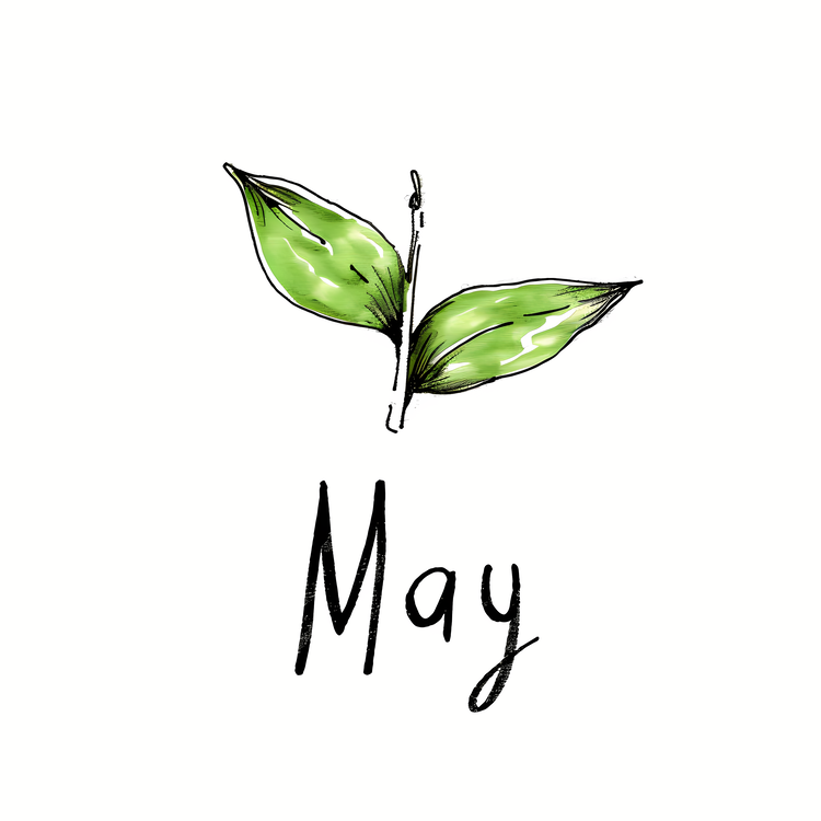 Hello May,Leaf,Plant