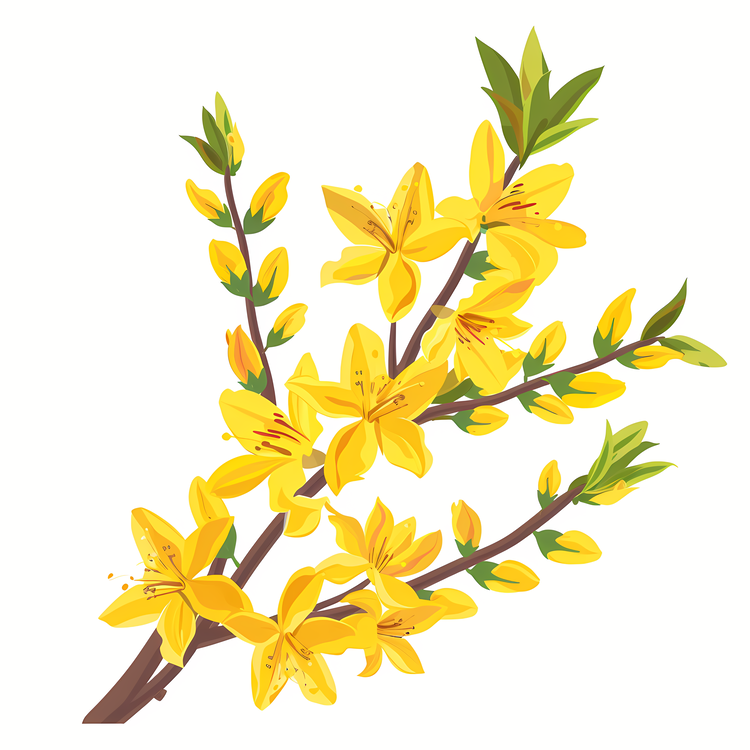 Forsythia Flower,Yellow Flowers On A Branch,Branch With Yellow Flowers