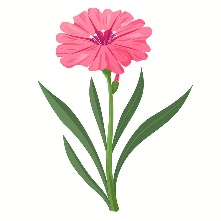Dianthus Flower,Flower,Pink