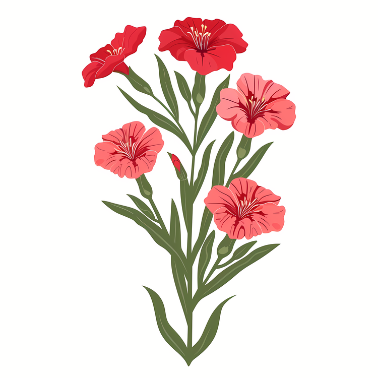 Dianthus Flower,Flowers,Red