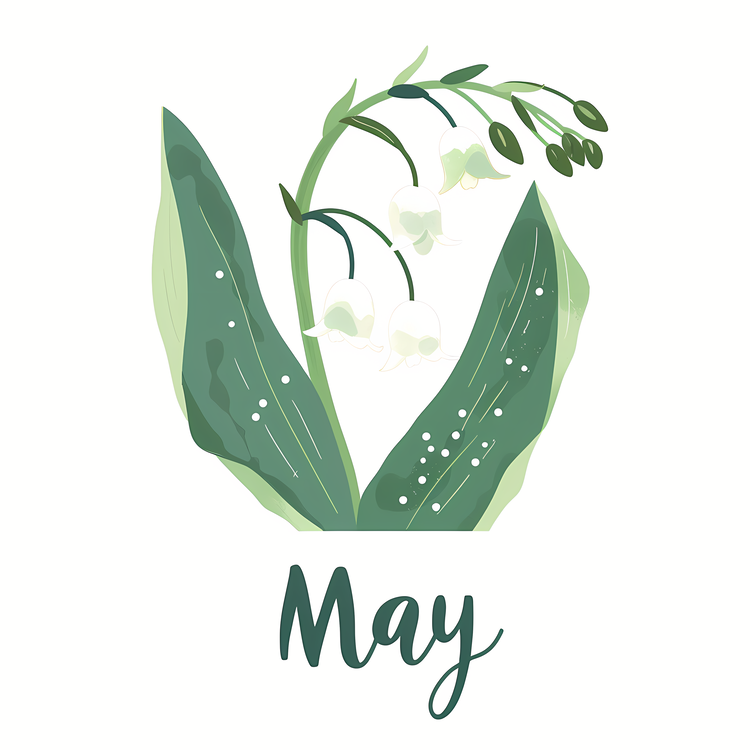 Hello May,White Lily Of The Valley,Lilac Flower