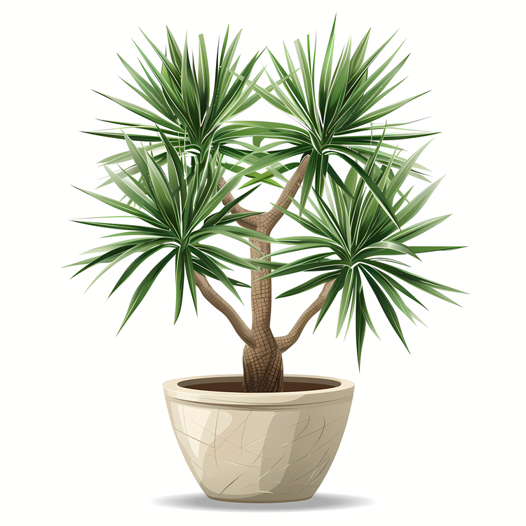 Yucca,Plant,Cactus