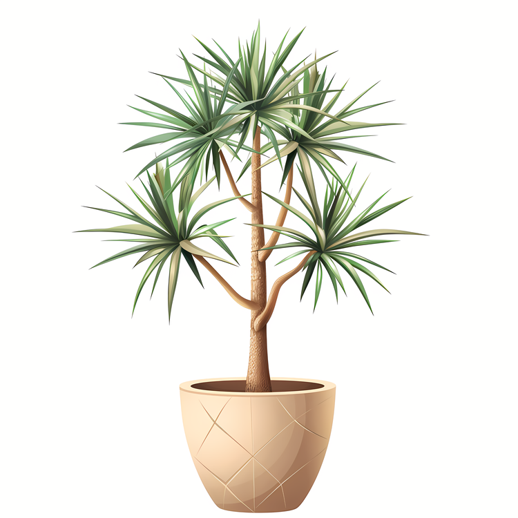 Yucca,Palm Tree,Potted Plant