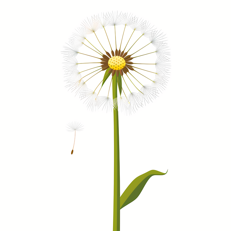 Dandelion,White,Flowering