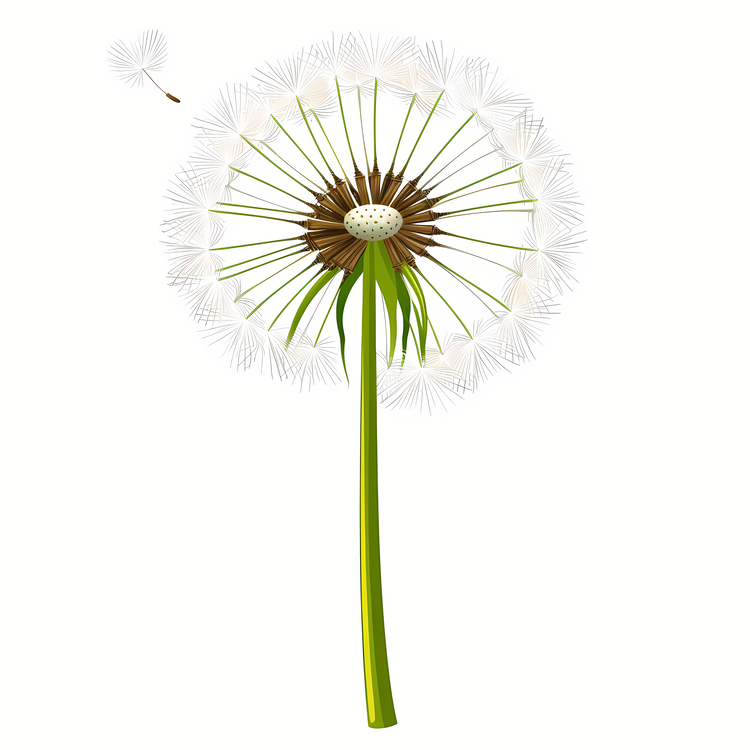 Dandelion,White,Seeds