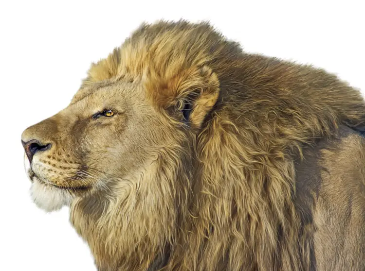 Regal Lion with Majestic Mane