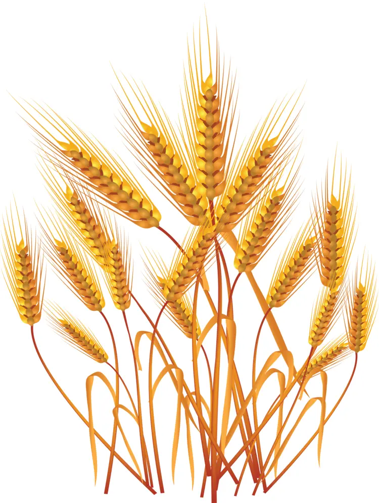 Wheat Stalks for Harvest Season