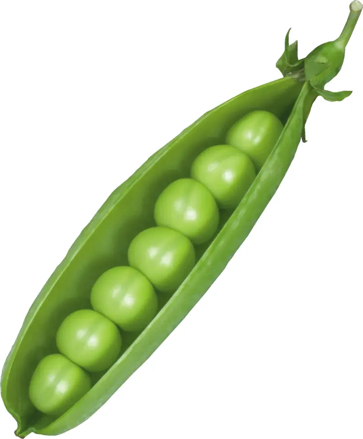 Green Peas in Pod
