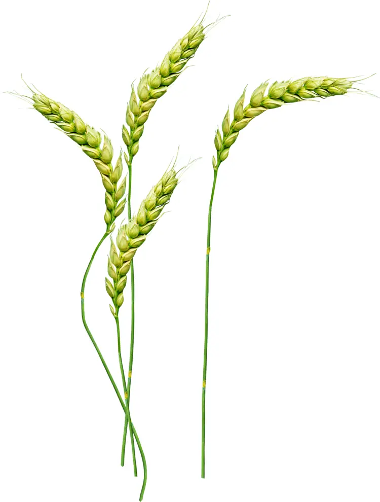 Green Wheat Stalks Illustration