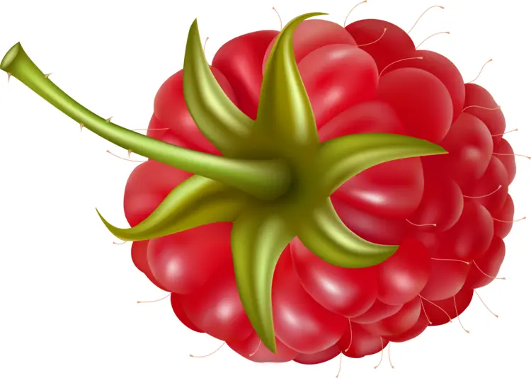 Close-up of Red Raspberry