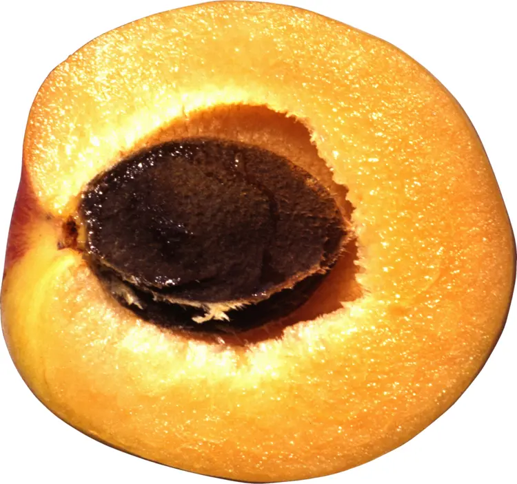 Half Juicy Peach