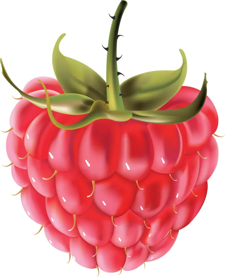 Red Raspberry with Stem