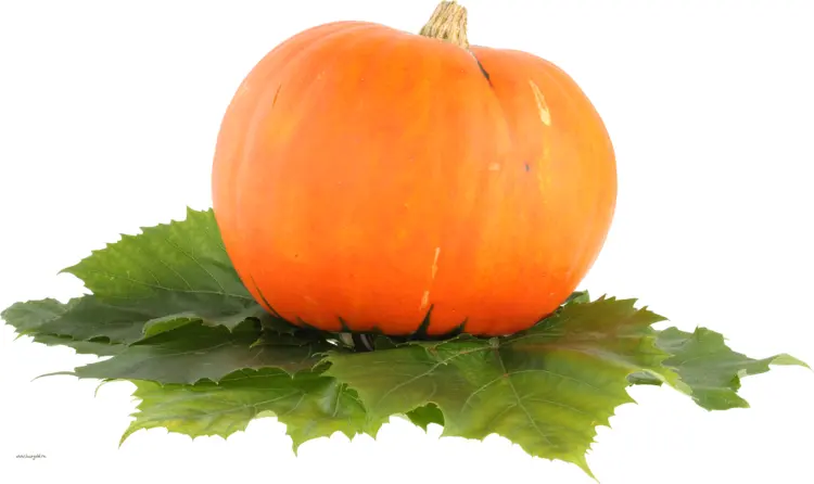 Orange Pumpkin on Leaves