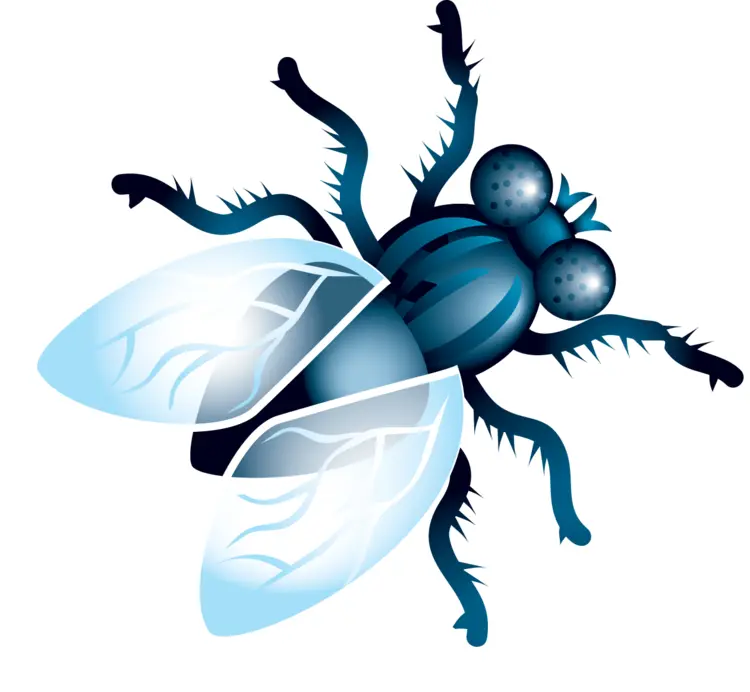 Blue Fly with Large Eyes