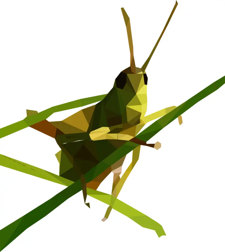 Geometric Grasshopper Illustration
