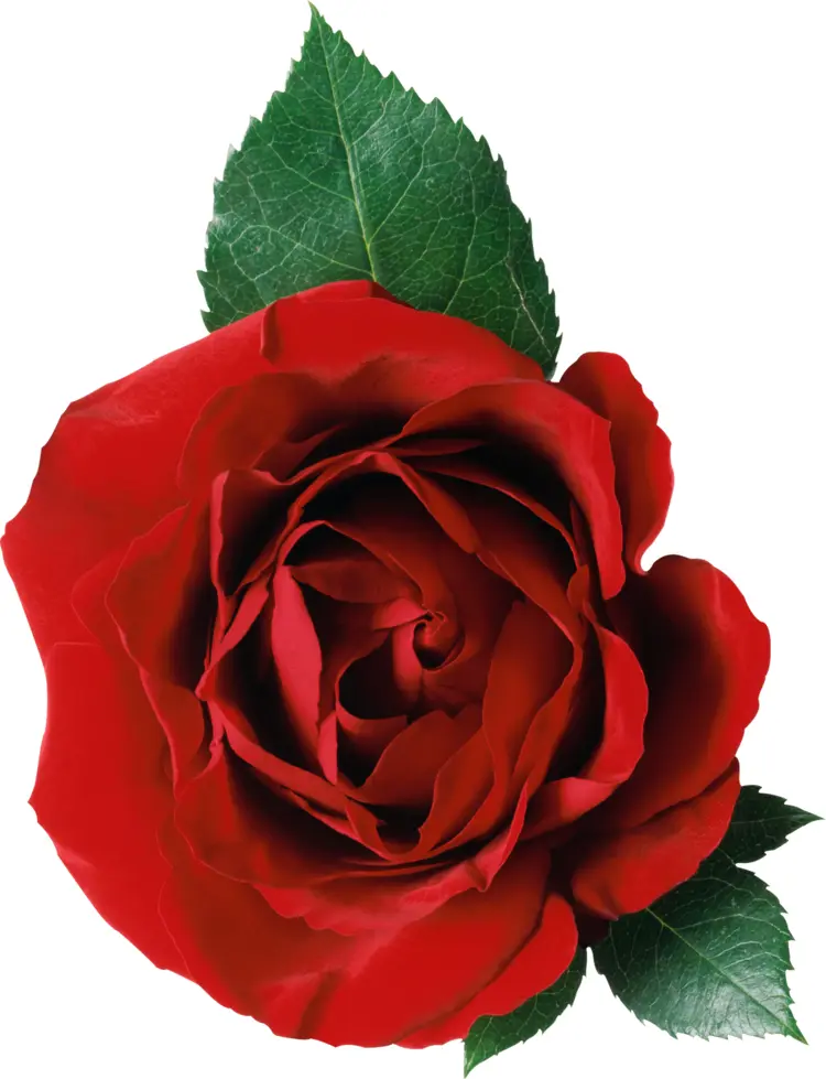 Red Rose with Green Leaf