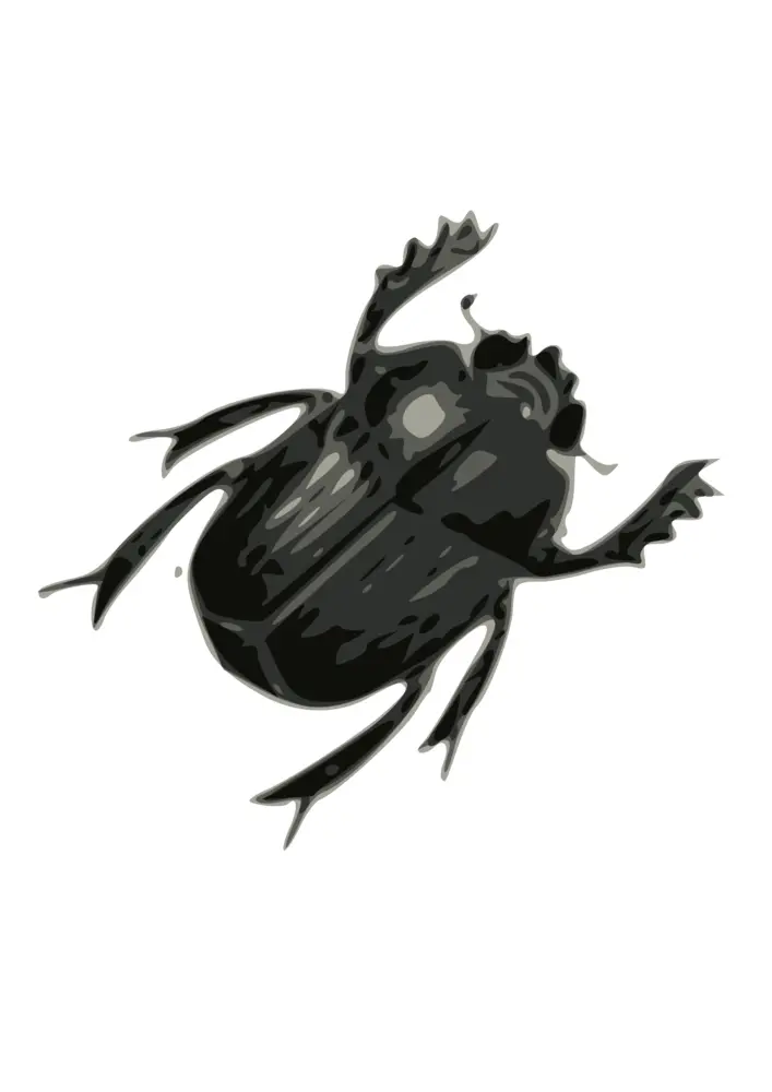 Small Black Beetle
