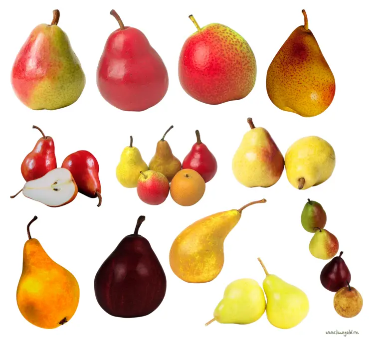 Collection of Various Pears