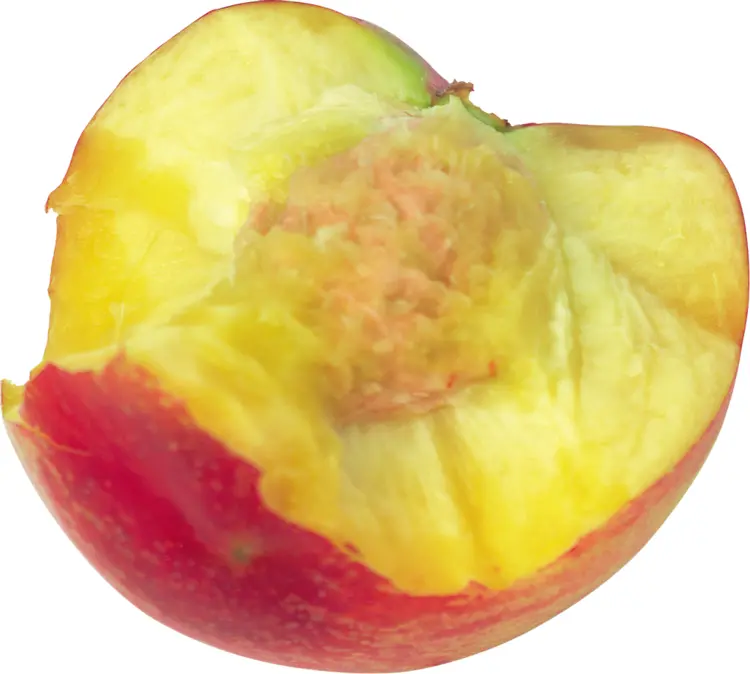 Bitten Juicy Peach