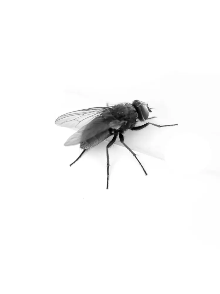 House Fly