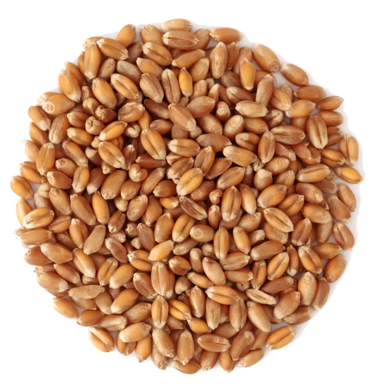 Wheat Grains for Harvest