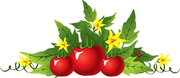 Tomato Plant with Red Tomatoes