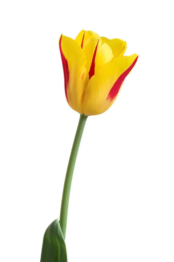 Yellow and Red Tulip in Bloom
