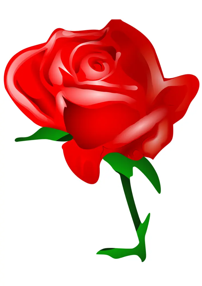 Vibrant Red Rose