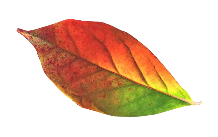 Beautiful Multicolored Autumn Leaf