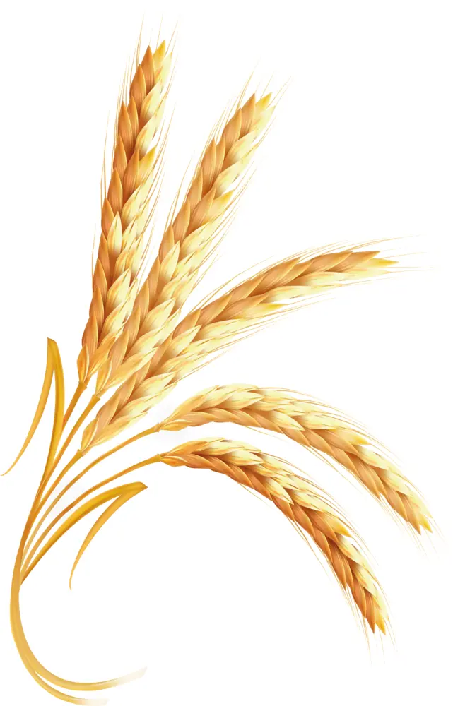 Golden Wheat Ears Illustration
