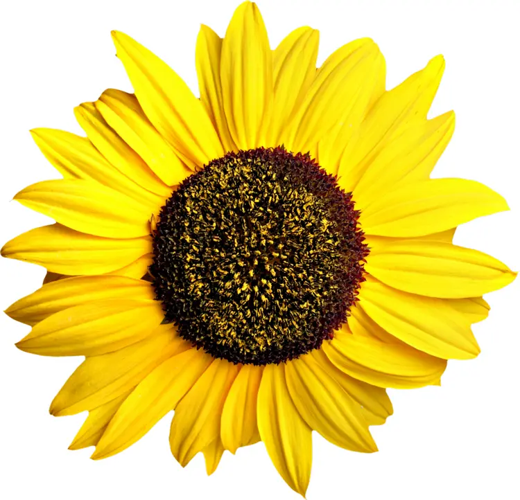 Radiant Yellow Sunflower