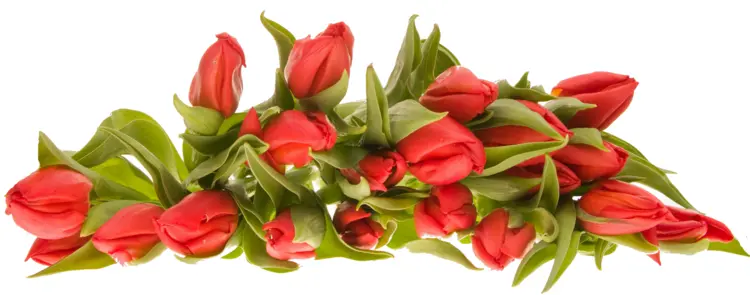 Beautiful Red Tulips with Green Leaves