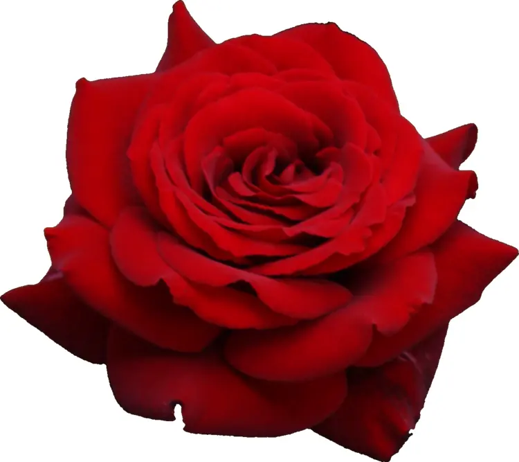 Beautiful Red Rose in Full Bloom