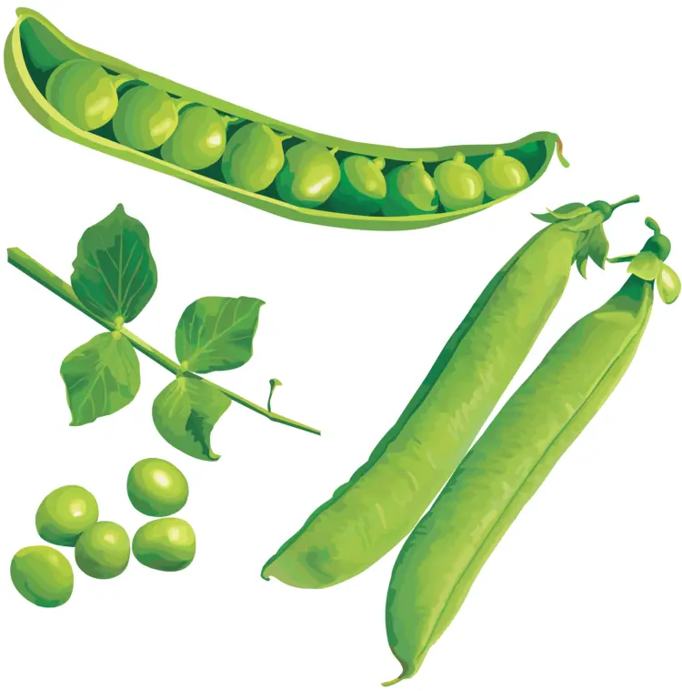 Fresh Green Peas with Pods