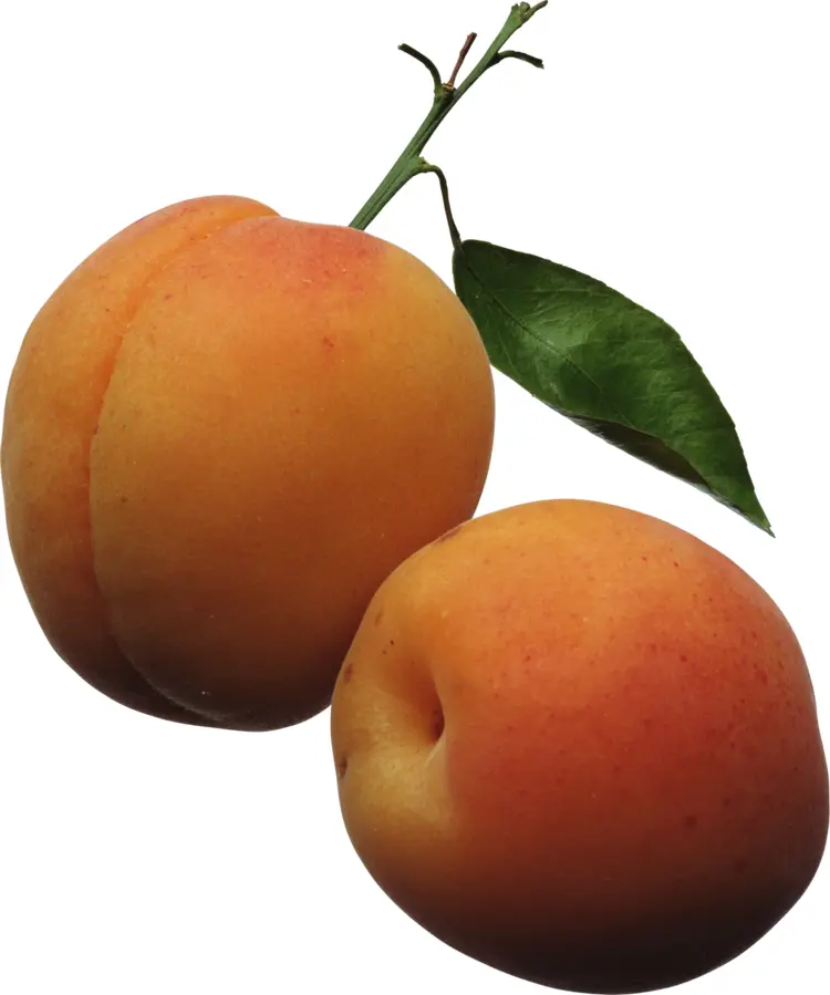 Fresh Apricots with Leaf