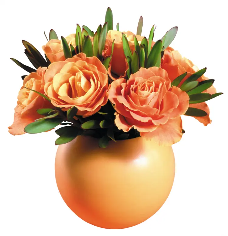 Beautiful Orange Flowers in Vase