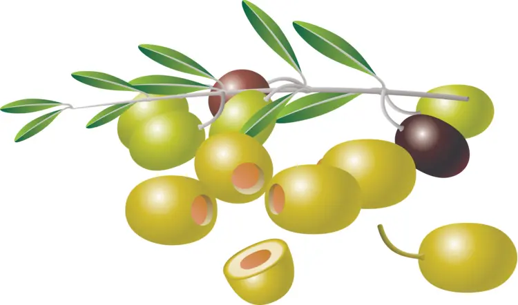 Green Olives on Branch