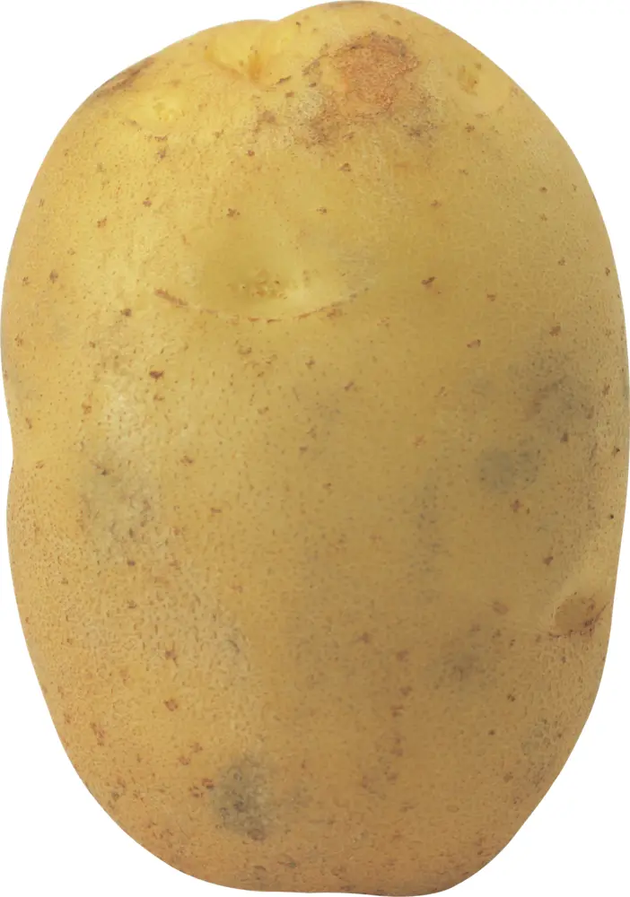 Fresh Potato for Cooking