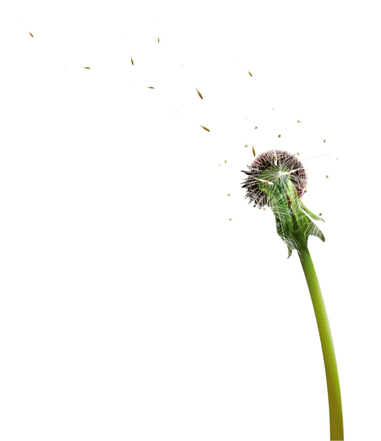Dandelion Seed Head with Stem