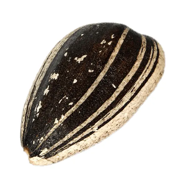 Single Sunflower Seed