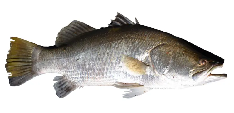 Large Fish in the Water