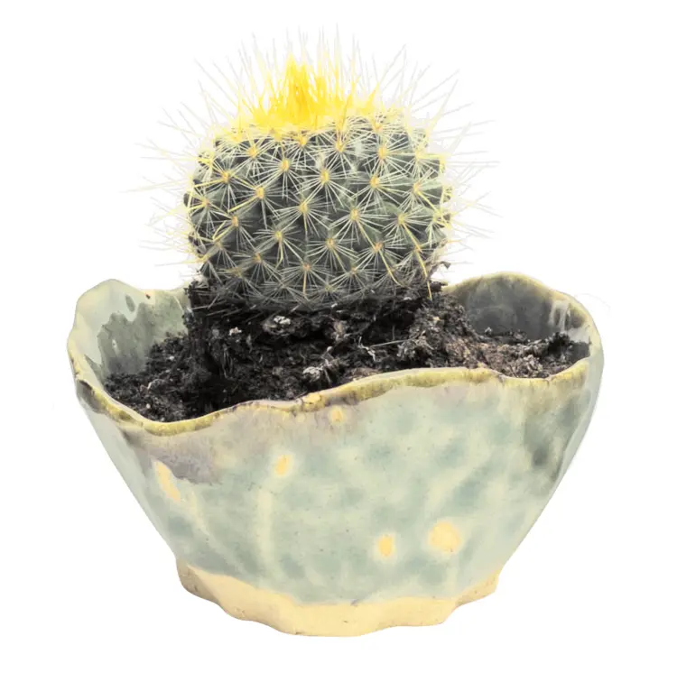 Small Cactus in a Pot