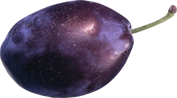 Purple Oval Plum