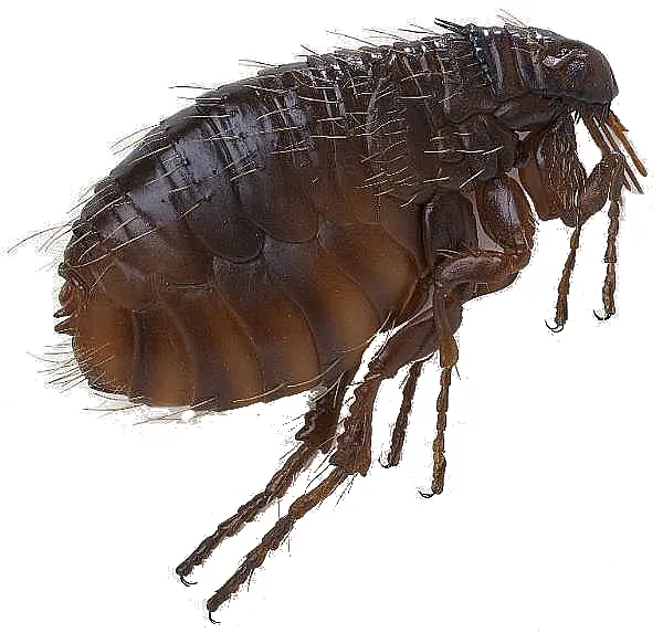 Close-up of a Flea