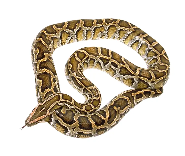 Python with Intricate Patterns