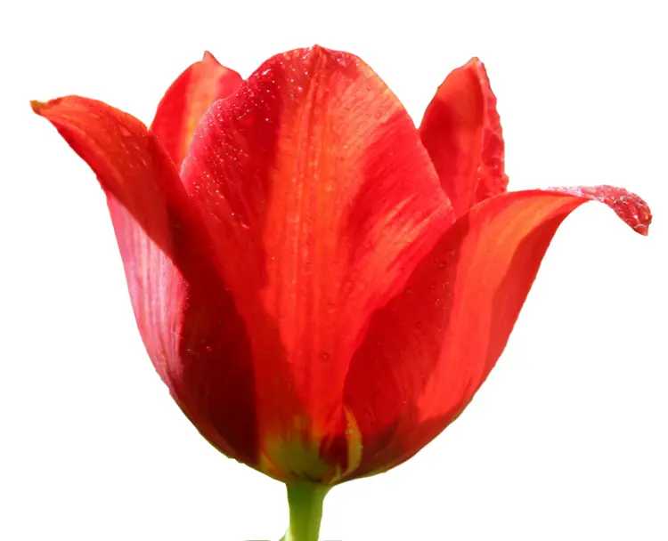 Close-up of a Red Tulip