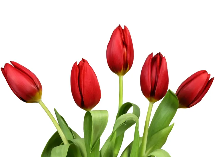 Beautiful Red Tulips