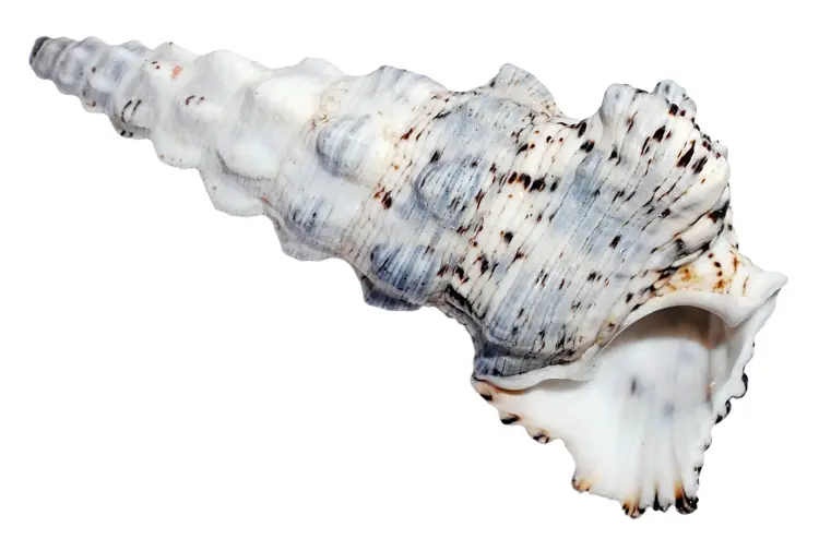 Beautiful Seashell
