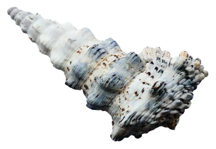 Spiral Seashell